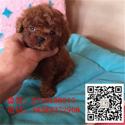 济南哪里有贵宾出售 贵宾幼犬哪里繁殖的好 茶杯小体贵宾幼犬多少钱 贵宾价格