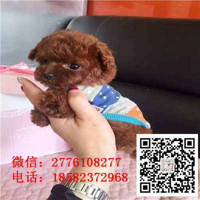 济南哪里有贵宾出售 贵宾幼犬哪里繁殖的好 茶杯小体贵宾幼犬多少钱 贵宾价格