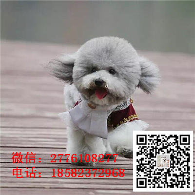 青岛哪里有贵宾出售 贵宾幼犬哪里繁殖的好 茶