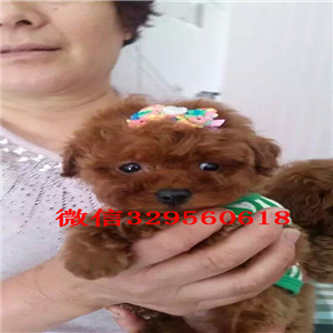 河北哪里有出售巨型贵宾可爱小体型贵宾宝宝小体灰色泰迪贵宾红色贵宾 灰色贵宾犬