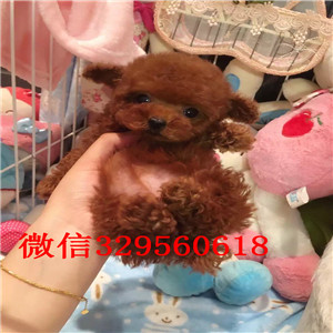 盘锦哪里有出售巨型贵宾可爱小体型贵宾宝宝小