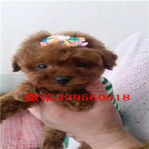 潍坊哪里有出售巨贵犬的基地繁殖巨型贵宾犬巨