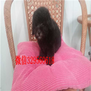 深圳哪里有出售巨型贵宾基地繁殖巨型贵宾犬巨