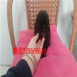 深圳哪里有出售巨型贵宾基地繁殖巨型贵宾犬巨型贵宾好养吗哪里有卖纯种贵宾的