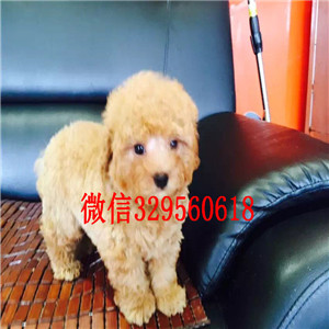 济南哪里有出售巨贵犬的基地繁殖巨型贵宾犬巨