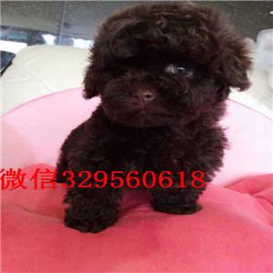 南开哪里有出售巨型贵宾基地繁殖巨型贵宾犬小