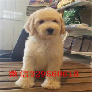 西安哪里有纯种巨型贵宾犬赛级巨型贵宾终身