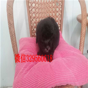 深圳哪里有出售巨型贵宾基地繁殖巨型贵宾犬巨型贵宾好养吗哪里有卖纯种贵宾的