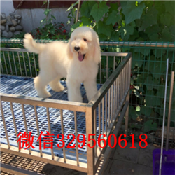 兴安盟哪里能买到巨贵巨型贵宾多少钱一只哪里