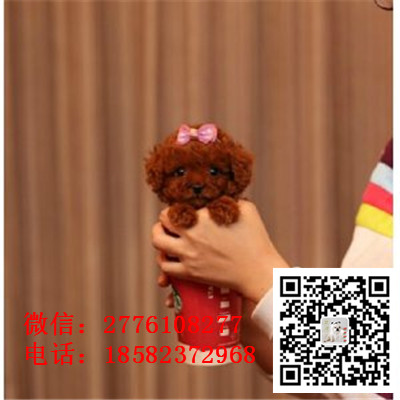 北京哪里有纯种健康的贵宾幼犬出售 长不大小