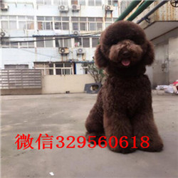 阿勒泰哪里有卖巨型贵宾巨型贵宾长大有多高哪