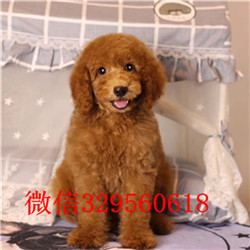 青岛出售纯种巨贵巨型贵宾长大有多高白色巨型贵宾纯种高品质双血统贵宾