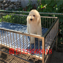 泰安出售纯种巨贵巨型贵宾长大有多高红色巨型