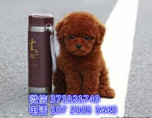 贵宾犬出售纯种 小型犬贵宾狗狗 北京犬舍繁殖