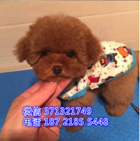 贵宾犬出售纯种 小型犬贵宾狗狗，天津犬舍繁殖