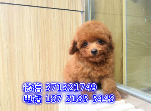 杭州贵宾犬出售纯种幼犬 长不大贵宾犬狗狗 实