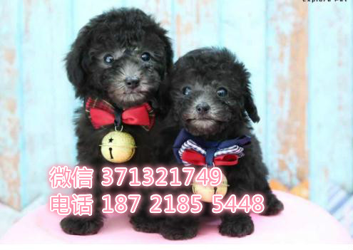 灰色贵宾犬出售小型犬泰迪狗狗活泼聪明 品相