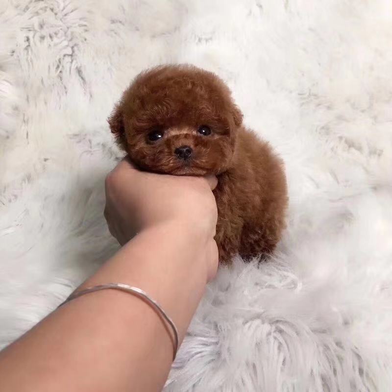 济南哪里卖白色贵宾犬 济南巨型贵宾怎么卖的 