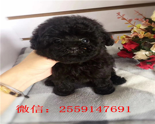 济南哪里卖健康的贵宾犬 济南灰色贵宾怎么卖