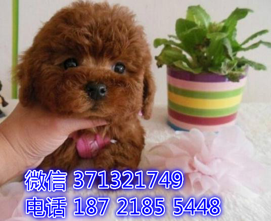 长沙贵宾犬出售纯种幼犬 长沙狗狗论坛 长沙宠