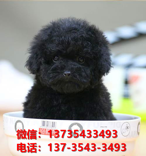 厦门宠物狗犬舍出售纯种贵宾犬宠物狗市场网站