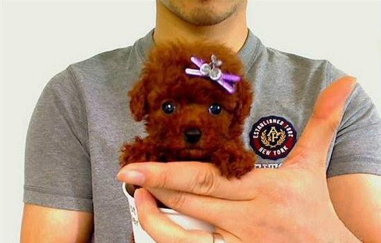 大连狗场出售纯种贵宾犬宠物狗市场在哪买狗卖