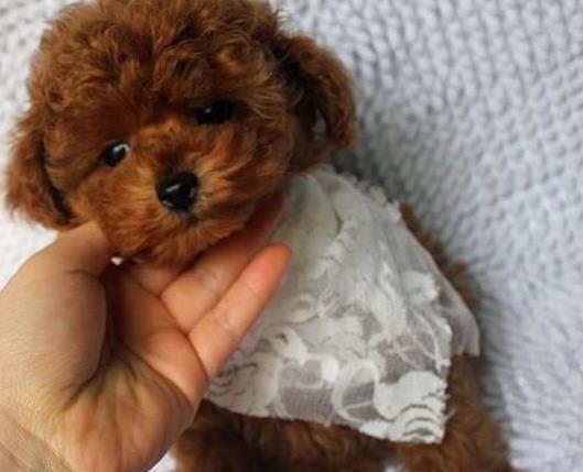 天津宠物狗狗出售纯种贵宾犬小迷你贵宾犬活体