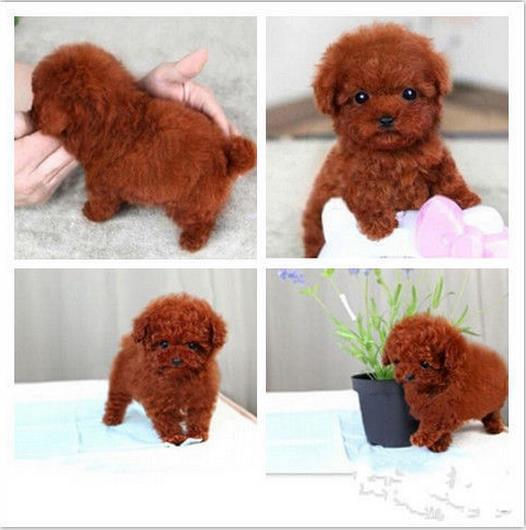 深圳宠物狗狗出售纯种贵宾犬幼犬茶杯泰迪领养