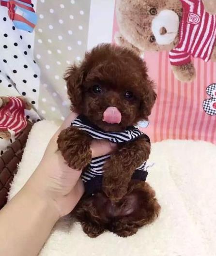 杭州贵宾犬出售纯种迷你贵宾犬狗市场在哪买狗卖狗的地方