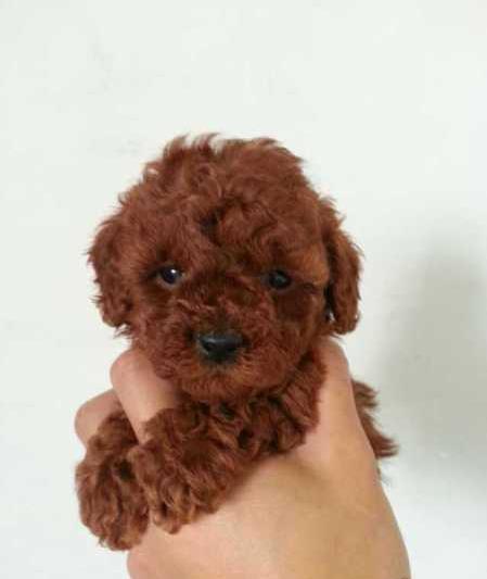 杭州贵宾犬出售纯种迷你贵宾犬狗市场在哪买狗