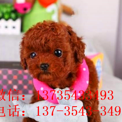 杭州宠物狗狗出售纯种贵宾犬小迷你贵宾犬活体宠物狗