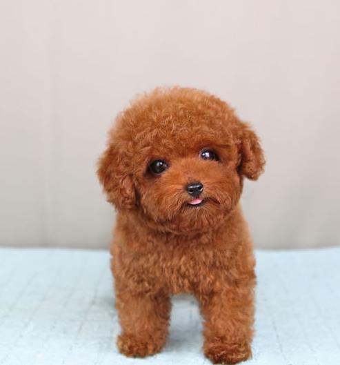 沈阳宠物狗狗出售纯种贵宾犬小迷你贵宾犬活体