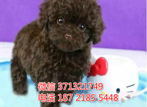 福州特价 贵宾犬 出售纯种幼犬 福州宠物狗狗