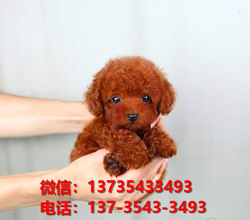 杭州宠物狗犬舍出售纯种贵宾犬宠物狗市场网站