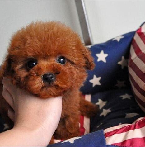 昭通犬舍出售纯种贵宾犬宠物狗市场在哪里买狗