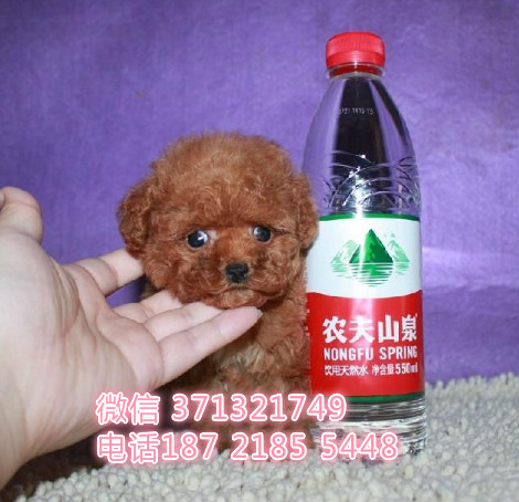 上海贵宾犬出售纯种幼犬 小型犬贵宾狗狗 杭州本地