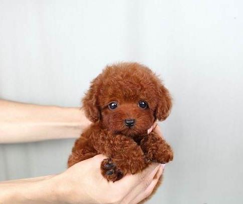 深圳狗场犬舍出售纯种迷你贵宾犬 宠物狗市场