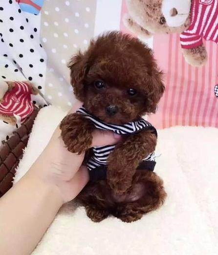 杭州贵宾犬出售纯种迷你贵宾犬狗市场在哪买狗卖狗的地方