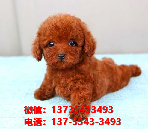 济南犬舍 出售纯种贵宾犬 买狗卖狗宠物狗网领