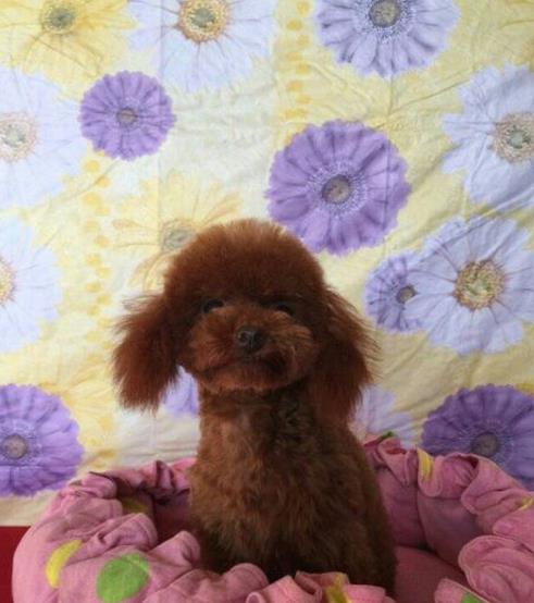 沈阳宠物狗狗出售纯种贵宾犬幼犬茶杯泰迪领养