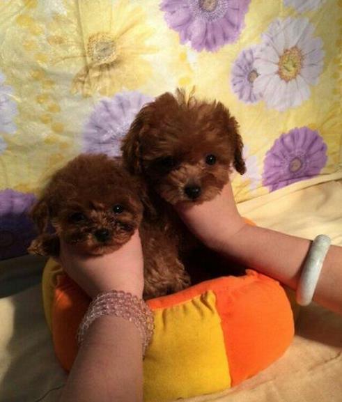 天津宠物狗狗出售纯种贵宾犬幼犬茶杯泰迪领养