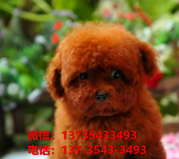 西安狗场犬舍出售纯种迷你贵宾犬 宠物狗市场在哪卖狗