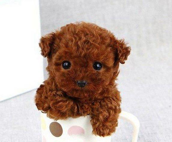 长沙贵宾犬出售纯种迷你贵宾犬狗市场在哪买狗卖狗的地方