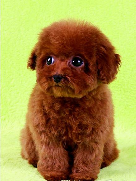 宝鸡犬舍出售纯种贵宾犬宠物狗市场在哪里买狗