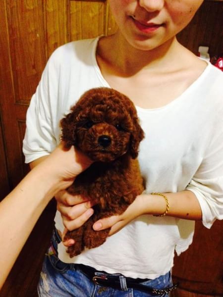 济南宠物狗狗出售纯种贵宾犬幼犬茶杯泰迪领养