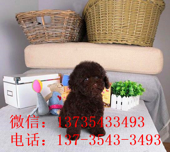南昌宠物狗狗出售纯种茶杯泰迪迷你贵宾犬小狗狗领养