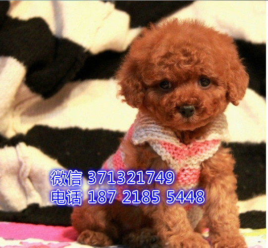 厦门贵宾犬出售纯种 迷你小贵宾犬狗狗 健康保