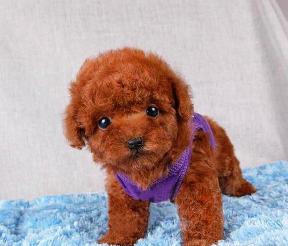 上海宠物狗场出售纯种贵宾犬哪里有狗市场在哪买狗卖狗