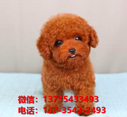 杭州犬舍 出售纯种贵宾犬 买狗卖狗宠物狗网领