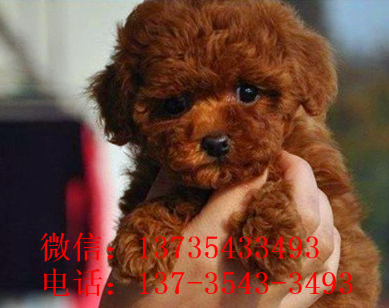 南昌宠物狗狗出售纯种茶杯泰迪迷你贵宾犬小狗